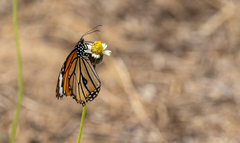 Danaus genutia