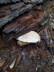 Caloboletus inedulis