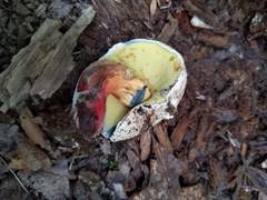 Caloboletus inedulis