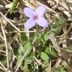 Houstonia pusilla