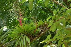 Vriesea philippocoburgi