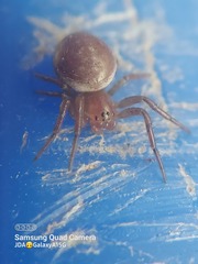 Araniella displicata