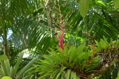 Vriesea philippocoburgi