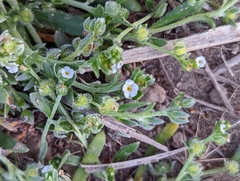 Plagiobothrys acanthocarpus