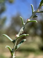 Malacocera tricornis