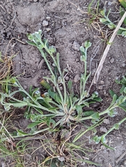 Plagiobothrys acanthocarpus