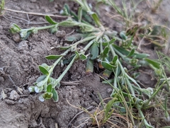 Plagiobothrys acanthocarpus