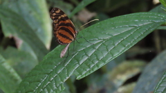 Melinaea lilis imitata