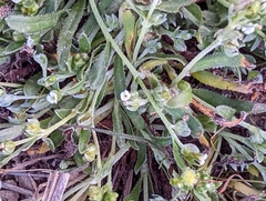 Plagiobothrys acanthocarpus