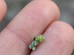 Plagiobothrys acanthocarpus