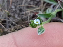 Plagiobothrys acanthocarpus