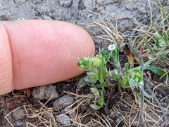 Plagiobothrys acanthocarpus