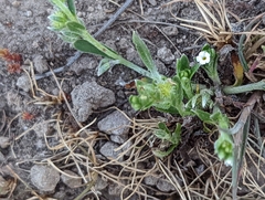 Plagiobothrys acanthocarpus