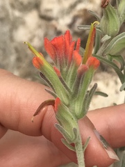 Castilleja foliolosa