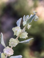 Atriplex lindleyi