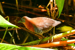 Laterallus albigularis