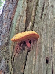 Buchwaldoboletus lignicola