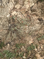 Castilleja foliolosa