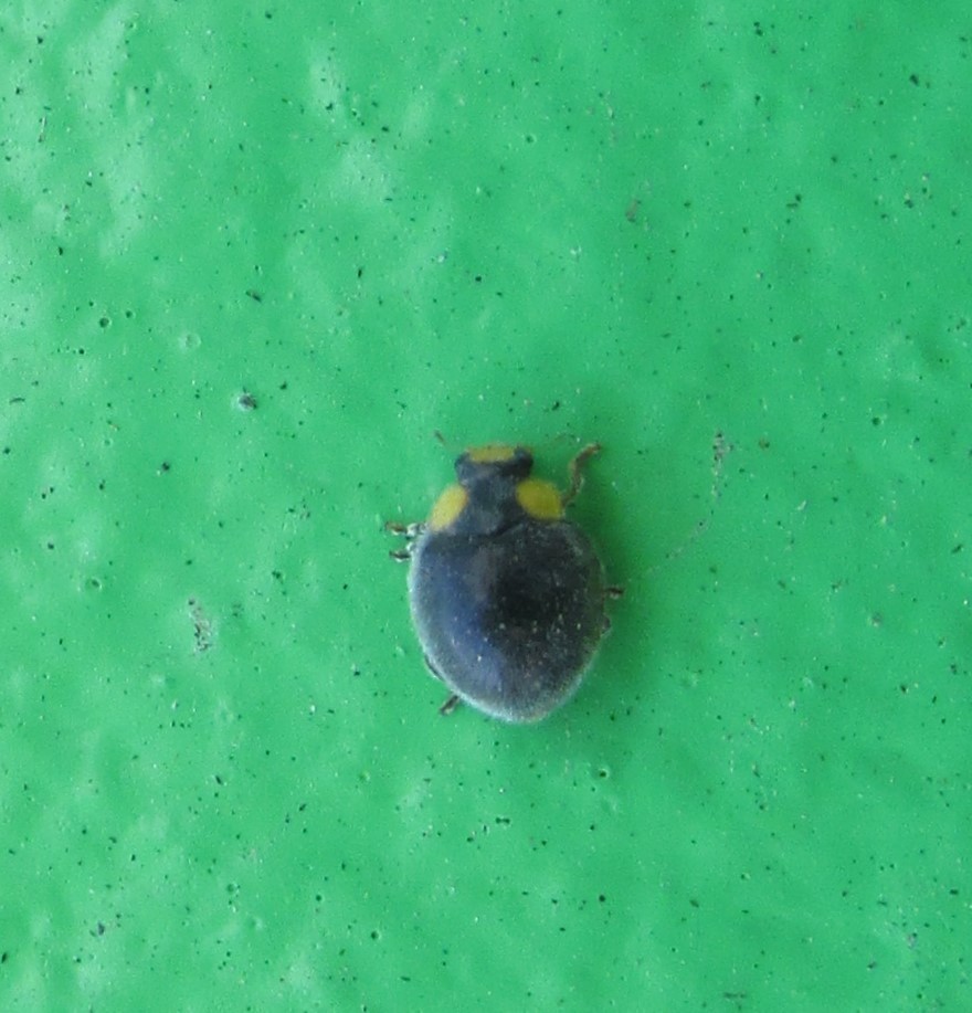 Yellowshouldered Ladybird from Waiwhakaiho, New Plymouth, New Zealand