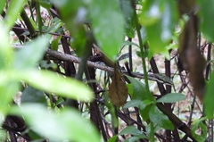 Thelotornis capensis capensis