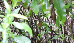 Thelotornis capensis capensis