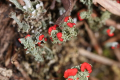 Cladonia didyma
