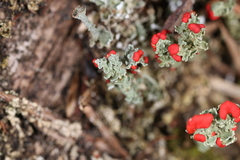 Cladonia didyma