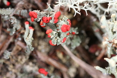 Cladonia didyma