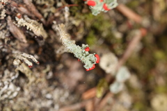 Cladonia didyma