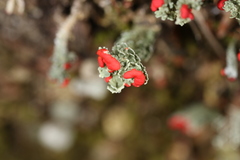 Cladonia didyma