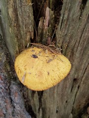 Buchwaldoboletus lignicola
