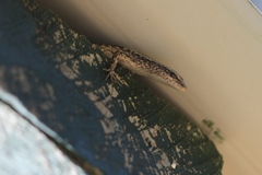 Cryptoblepharus buchananii