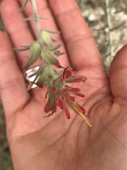 Castilleja foliolosa