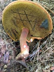 Buchwaldoboletus lignicola