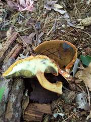 Buchwaldoboletus lignicola