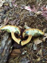 Buchwaldoboletus lignicola