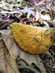 Buchwaldoboletus lignicola