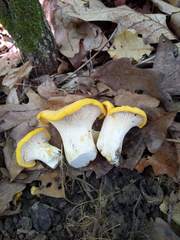 Cantharellus phasmatis