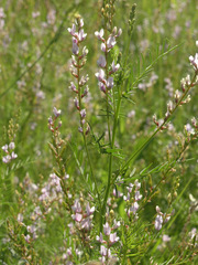 Astragalus sulcatus