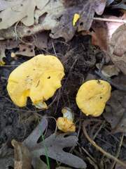 Cantharellus phasmatis