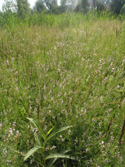 Astragalus sulcatus