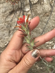 Castilleja foliolosa