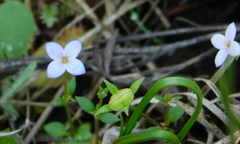 Houstonia pusilla