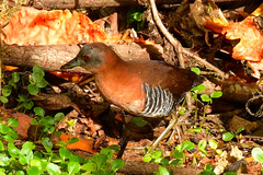 Laterallus albigularis