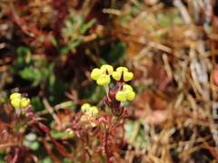 Triphysaria eriantha