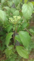 Cornus asperifolia
