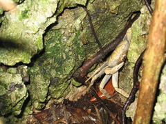 Geograpsus crinipes