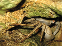 Geograpsus crinipes