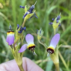 Primula clevelandii gracilis