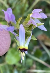 Primula clevelandii gracilis